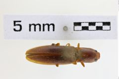 Foto (Dorsalansicht) von Scutellathous comes (NHMW-ZOO-COL-0008967)